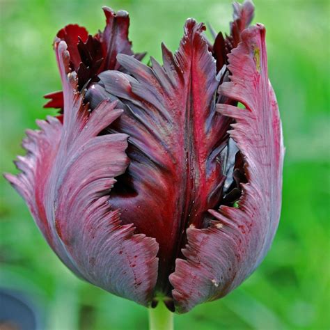 Tulip Black Parrot Tulipa Parrot Tulips Tulips Flowers Sugar