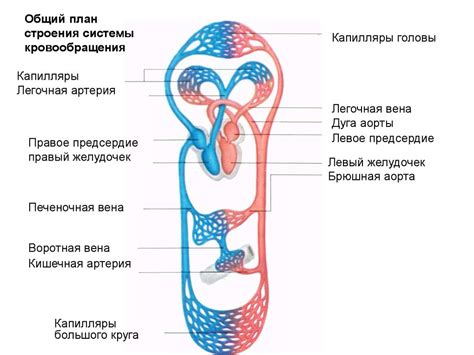 Физиология сосудов. (Лекция 5.2) - презентация онлайн