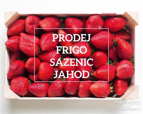 FRIGO SAZENICE JAHOD Bazar Hyperinzerce Cz