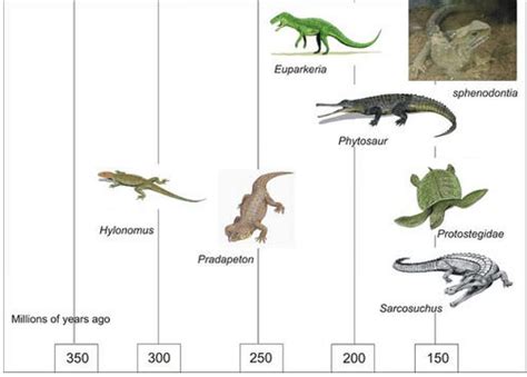 Reptilia: Characteristics, Classification, Examples