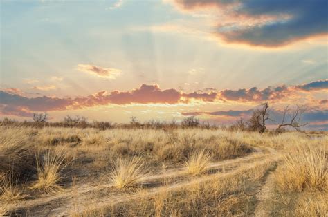 Understanding the Biome: All About Temperate Grasslands