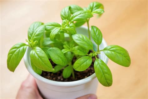 Blossoming Beauty: 5 Simple Secrets To Keeping Your Indoor Basil Plant Thriving