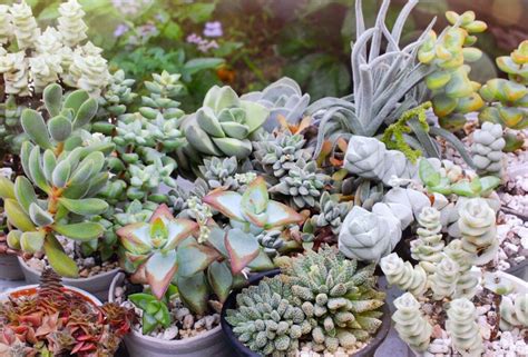 hakoniwa succulents plants