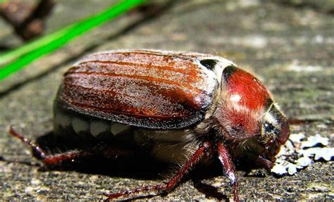 Личинки жука бронзовки