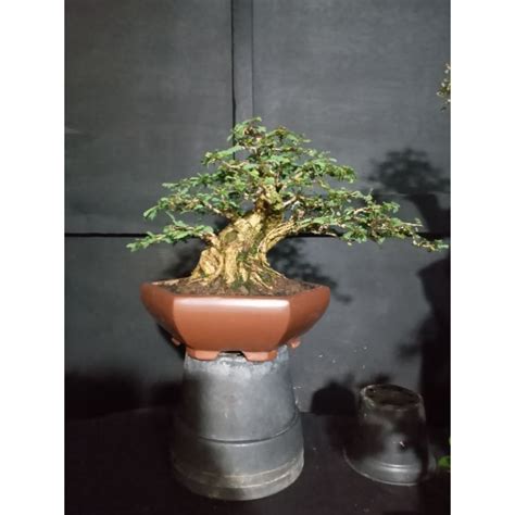 Jual Bonsai Asem Saraf Shopee Indonesia