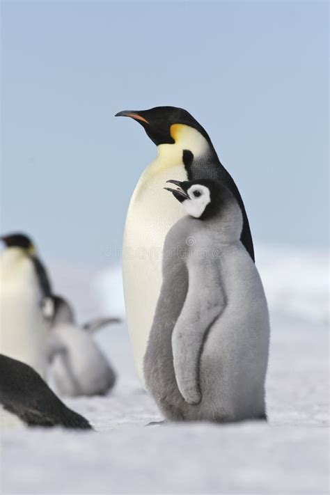 Emperor Penguins Aptenodytes Forsteri Stock Image Image Of Cold