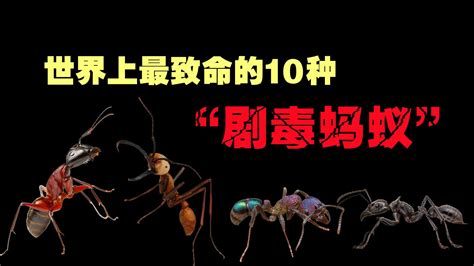 世界上最危险的10种“剧毒蚂蚁”，体型虽小，却能致命！ 黑土日记 黑土日记 哔哩哔哩视频