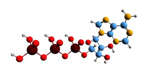 8 Atp Production Muscle Images, Stock Photos, 3D objects, & Vectors ...