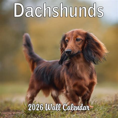Amazon.com: 2026 Dachshund Weiner Dogs Monthly Wall Calendar | 12" x 24" | Wiener Dog Calendar