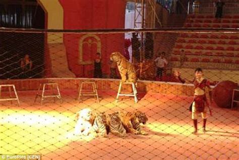 Pictured Tigers Performing In The Circus At Leheledu Amusement Park