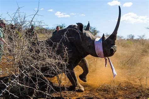 Rhino horn? - Africa Geographic