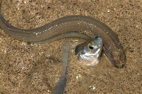 Which Animal Can Live Many Days Without Water at Rafael Pineda blog