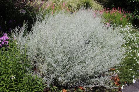 Artemisia Ludoviciana Silver Queen