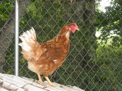 Sex Linked Chickens For Beginners What They Are And How To Breed Them BackYard Chickens