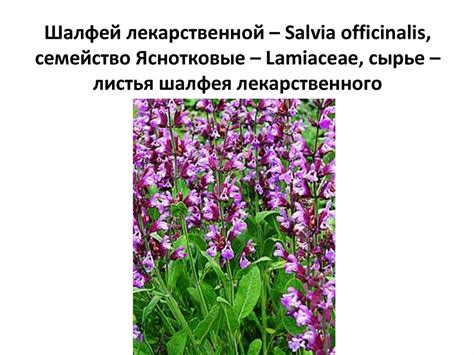 Эфирные масла - презентация онлайн