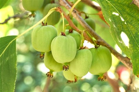 Kiwi Issai Actinidia Arguta Issai G Nstig Kaufen