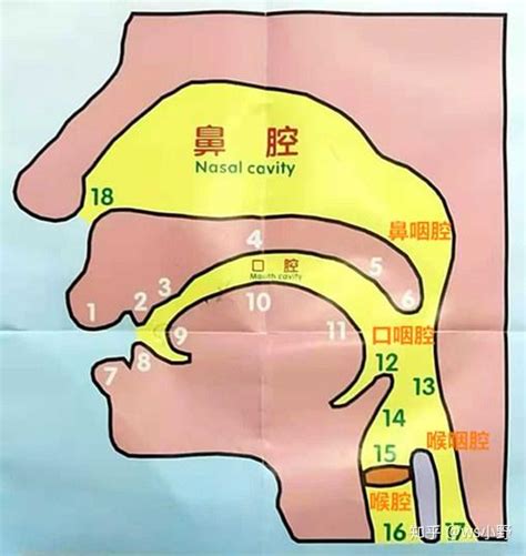 嗓音发声的基本原理 知乎