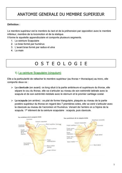 UE5 Anatomie générale du membre supérieur ANATOMIE GENERALE DU