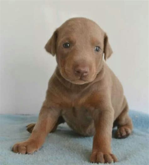 Fawn Doberman puppy