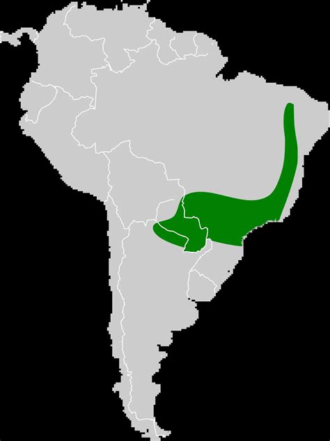 Greater round-eared bat - Facts, Diet, Habitat & Pictures on Animalia.bio