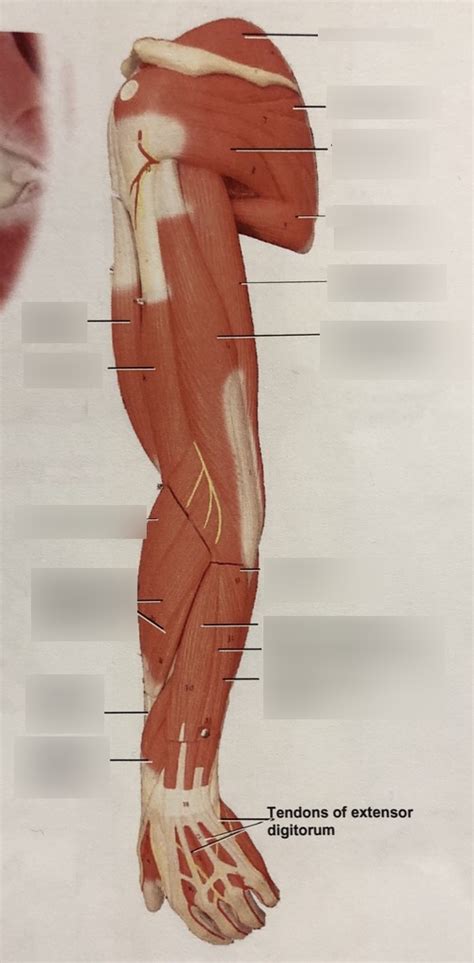 Muscles Of The Posterior Arm And Forearm Static Model Diagram Quizlet