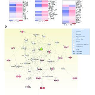 Schematic Representation Of MiR 494 3p NOTCH1 PI3K AKT Signaling In