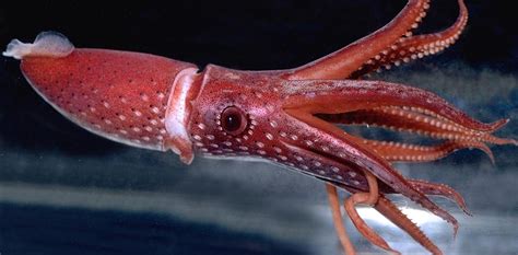 Squid Team Finds High Species Diversity Off Kermadec Islands Part Of