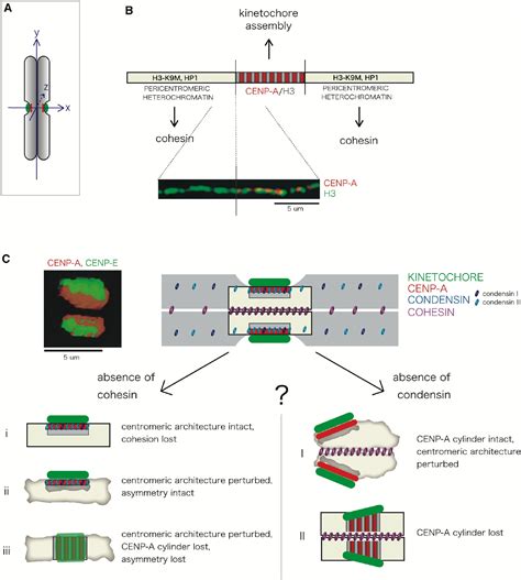Kinetochore Orientation in Mitosis and Meiosis: Cell 