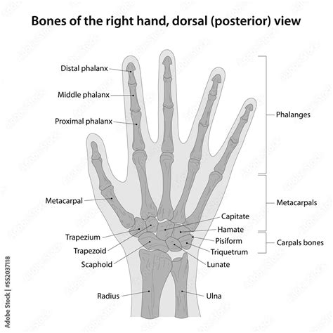 Bones of the right hand, dorsal (posterior) view Stock Vector | Adobe Stock