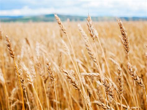 Kerona Scientific Ltd - European Regulatory Consultancy - Ireland