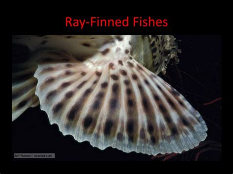 exploring bony fish anatomy coloration  locomotion