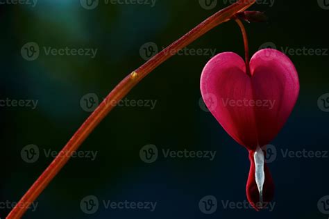 Bleeding heart flower 11923813 Stock Photo at Vecteezy