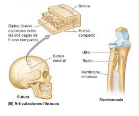 Articulaciones Cartilaginosas Fibrosas Y Sinoviales On Emaze