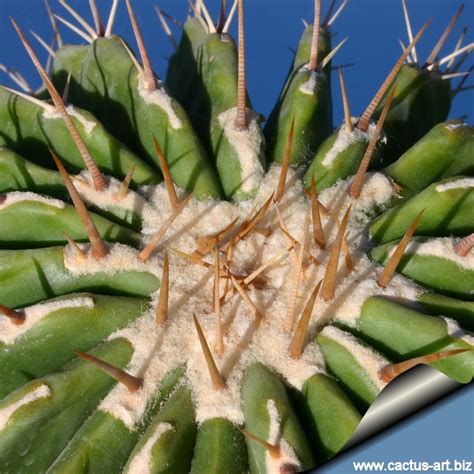 Echinocactus Visnaga