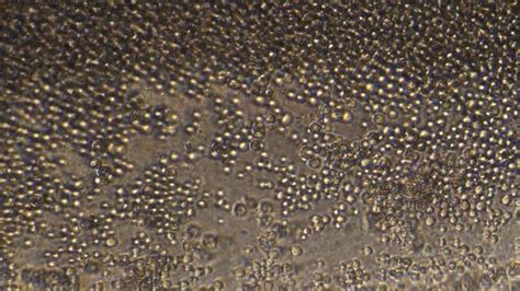 "Saccharomyces Cerevisiae" Images – Browse 9,793 Stock Photos, Vectors ... 