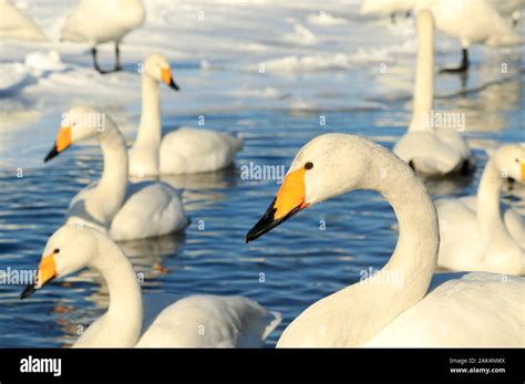 Cygnes chanteurs sur le lac Kussharo à Hokkaido au Japon.Parc national ...