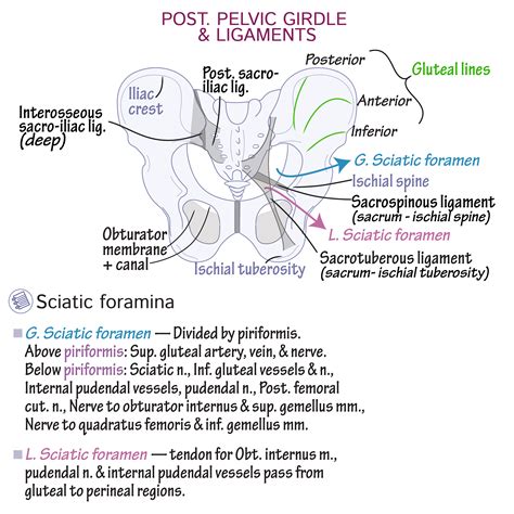 Posterior Hip Muscles Gross Anatomy Flashcards Ditki Medical And Biological Sciences