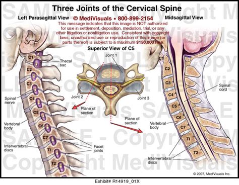 Three Joints Of The Cervical Spine Medivisuals Medical Illustration