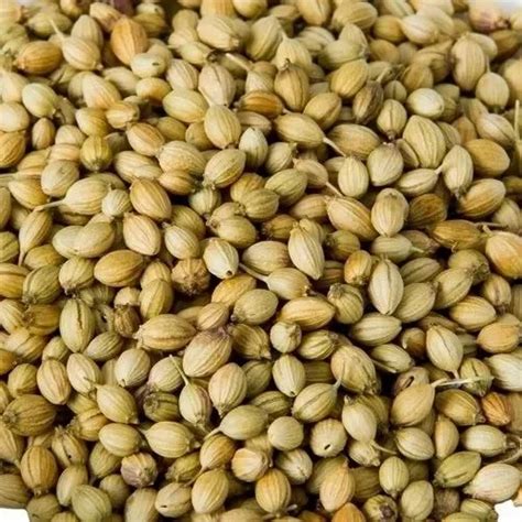 Brown Dried Organic Coriander Seed Form Whole At Rs Kg In Limbdi