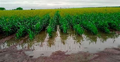 Hoy Tamaulipas Tamaulipas Obligados A Rentar Maquinaria Productores