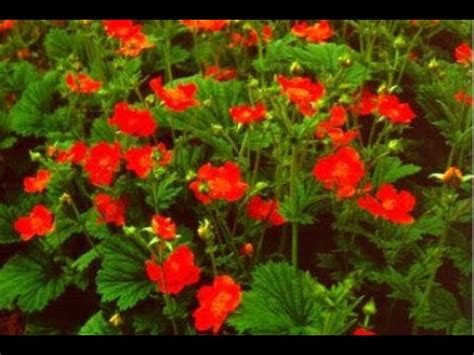 #Гравилат #Цветы садовые85 Декоративные растения - YouTube