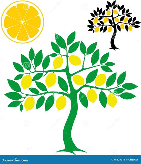 Lemon Tree Growth Stages. Vector Illustration. Ripening Period