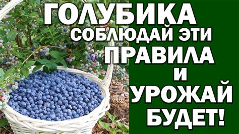 Правила посадки голубики для получения хорошего урожая - YouTube