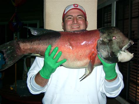 Pacific Sheepshead Fish