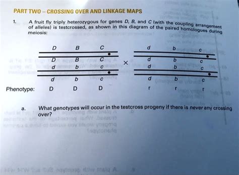 Solved Part Two Crossing Over And Linkage Maps A Fruit Fly Triply