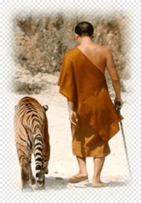 Tiger Temple Buddhism Monk Monastery Buddhism Mammal Cat Like Mammal