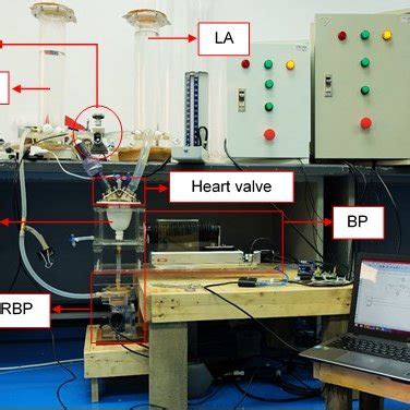 Configuration Of Mock Circulatory Loop Consisted Of Arterial Compliance