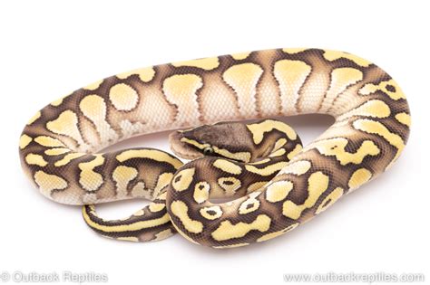 pastel lesser outback reptiles