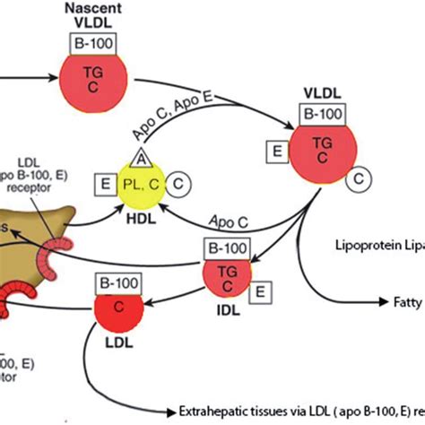 Very Low Density Lipoprotein Metabolism In Circulation Vldl Are