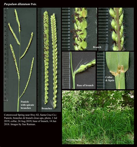 Paspalum Dilatatum The Arizona Native Plant Society